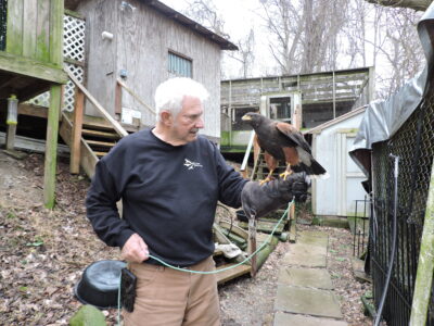 Falconry group to return to  Holloway, public welcome